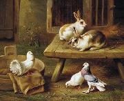 unknow artist Two Rabbits and three pigeons 069 Sweden oil painting artist